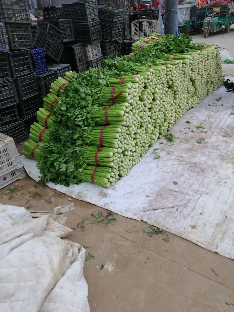 河北邯郸芹菜，颜色绿，粗细齐全，根白，欢迎老板采购