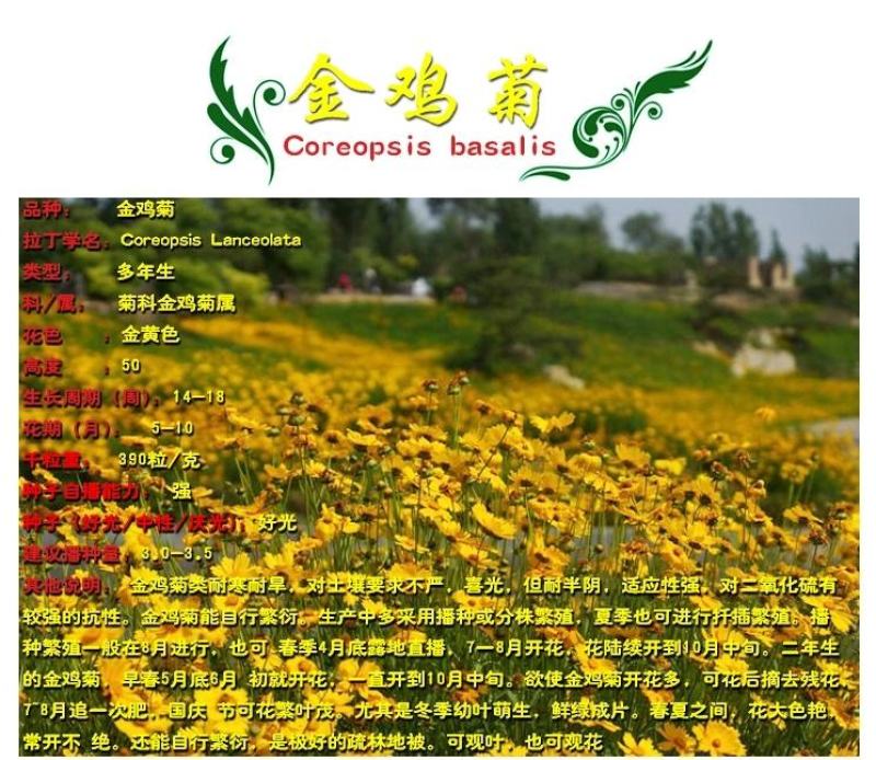 大花金鸡菊种子金鸡菊花籽花海绿化多年生宿根花草种子金鸡菊