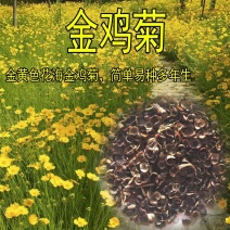 大花金鸡菊种子金鸡菊花籽花海绿化多年生宿根花草种子金鸡菊