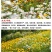 大花金鸡菊种子金鸡菊花籽花海绿化多年生宿根花草种子金鸡菊