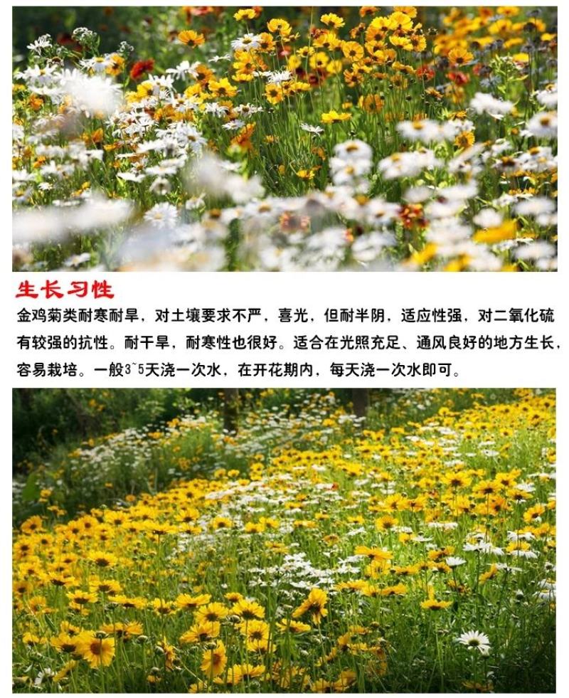 大花金鸡菊种子金鸡菊花籽花海绿化多年生宿根花草种子金鸡菊