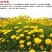 大花金鸡菊种子金鸡菊花籽花海绿化多年生宿根花草种子金鸡菊