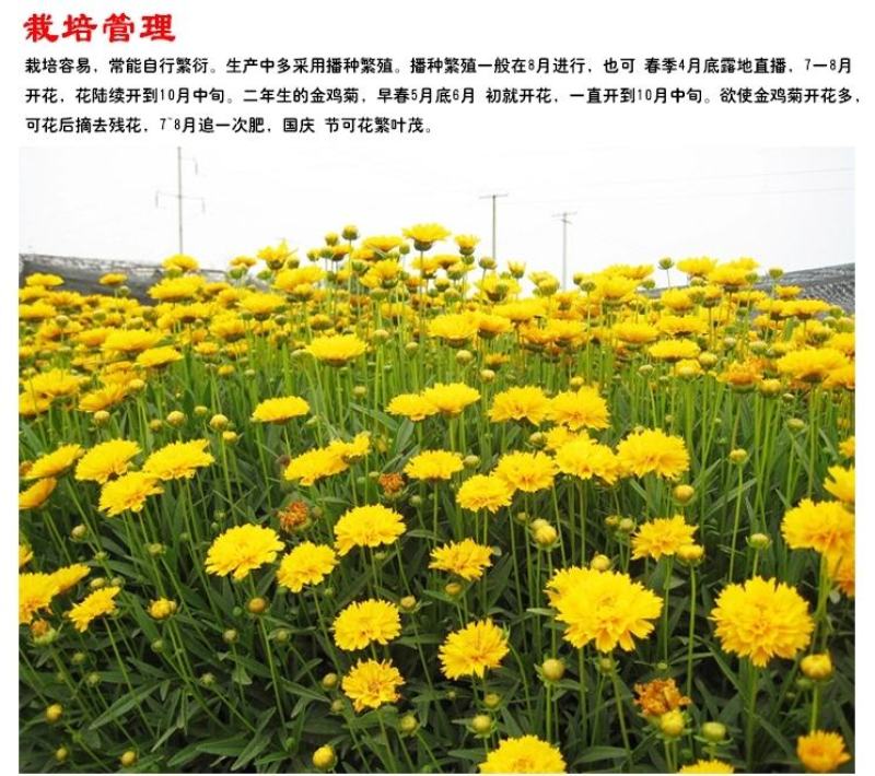 大花金鸡菊种子金鸡菊花籽花海绿化多年生宿根花草种子金鸡菊