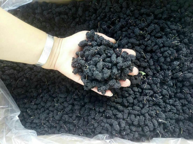 桑椹干桑椹干大颗粒商超品质保质保量量大价低