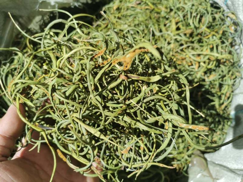 西藏化石草-小叶肾精茶-高品质新货-一斤起发全国包邮