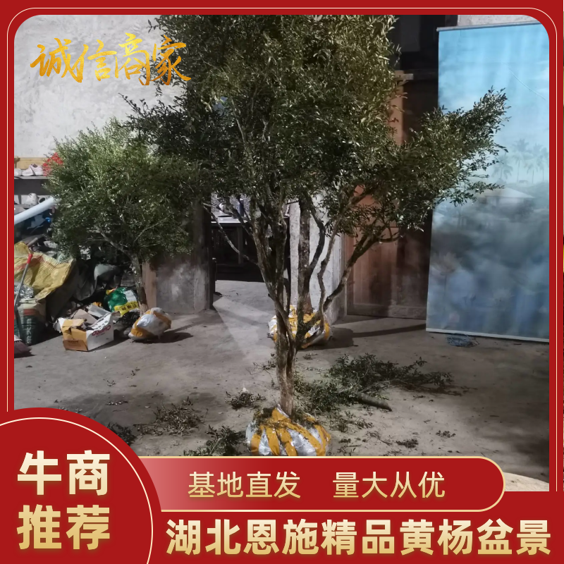 黄杨，湖北瓜子黄杨全冠，园林绿化，园林绿化苗木