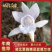 独叶兰，一花一叶一世界。兰花，盆景素材盆栽，阳台办公室室