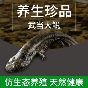 生态超大娃娃鱼