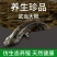 生态超大娃娃鱼