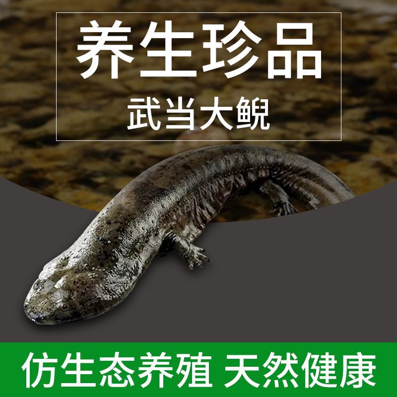 生态超大娃娃鱼