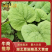 恩施土大黄苗马蹄大黄种芽.种根中药材苗