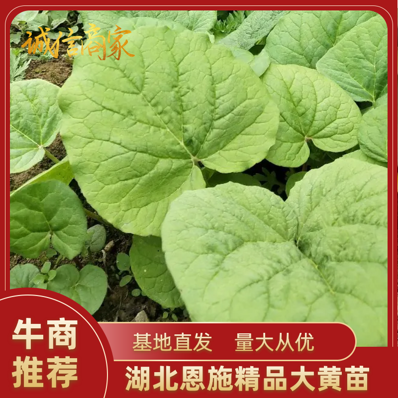 恩施土大黄苗马蹄大黄种芽.种根中药材苗