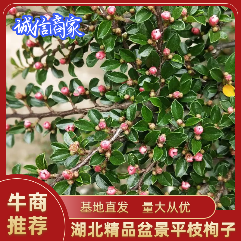 红花平枝荀子，地蜈蚣，可盆栽，阳台，庭院，易成活