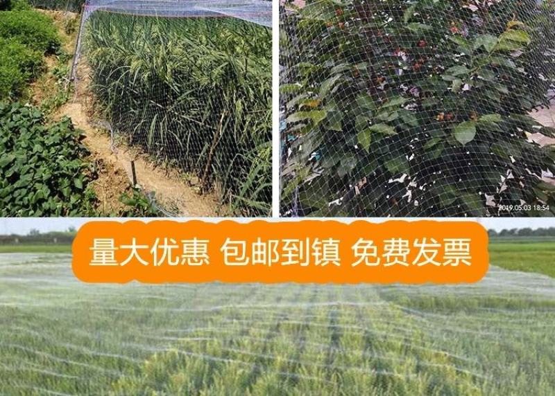防鸟网果园果树葡萄网樱桃防鸟网蜻蜓网透