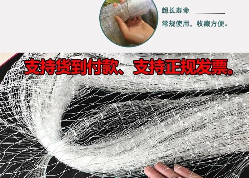 防鸟网果园果树葡萄网樱桃防鸟网蜻蜓网透