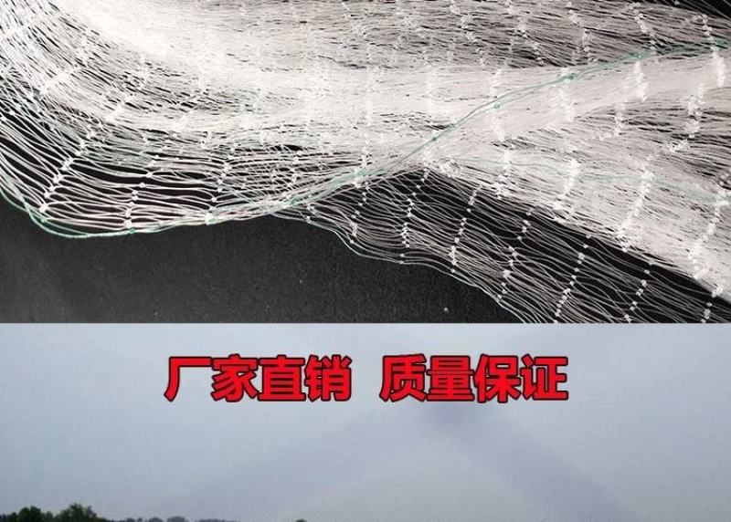 防鸟网果园果树葡萄网樱桃防鸟网蜻蜓网透