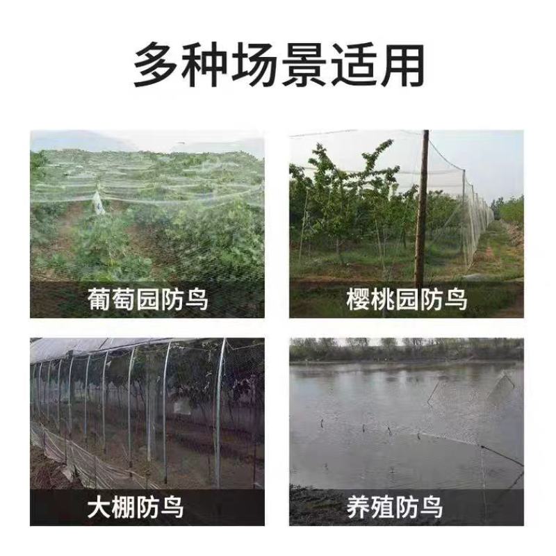 防鸟网果园果树葡萄网樱桃防鸟网蜻蜓网透