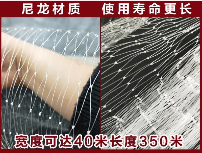 防鸟网果园果树葡萄网樱桃防鸟网蜻蜓网透