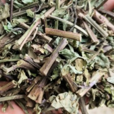 猫须草统装500g产地云南振兴药材购销站量大从