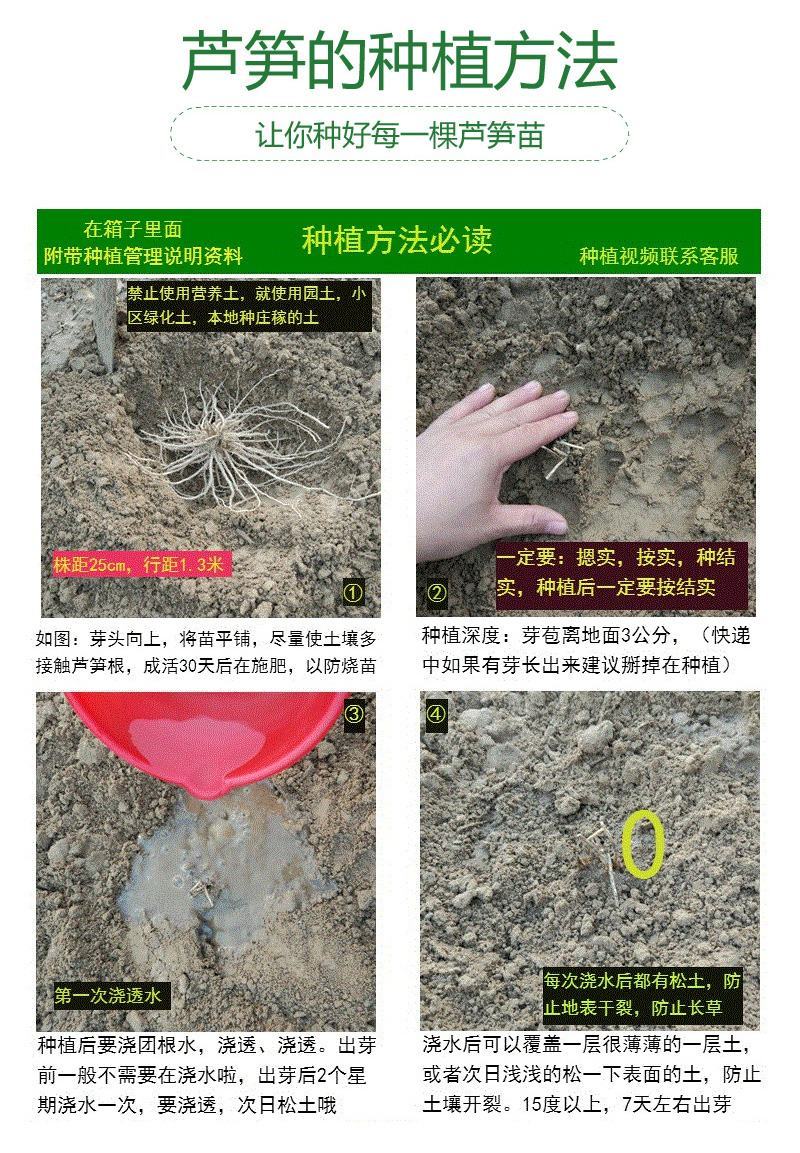 山东曹县芦笋苗根非转基因蔬菜营养高量大从优基地直发。