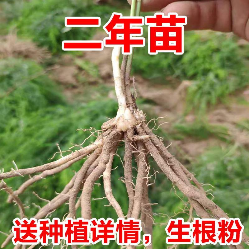 山东曹县芦笋苗根非转基因蔬菜营养高量大从优基地直发。