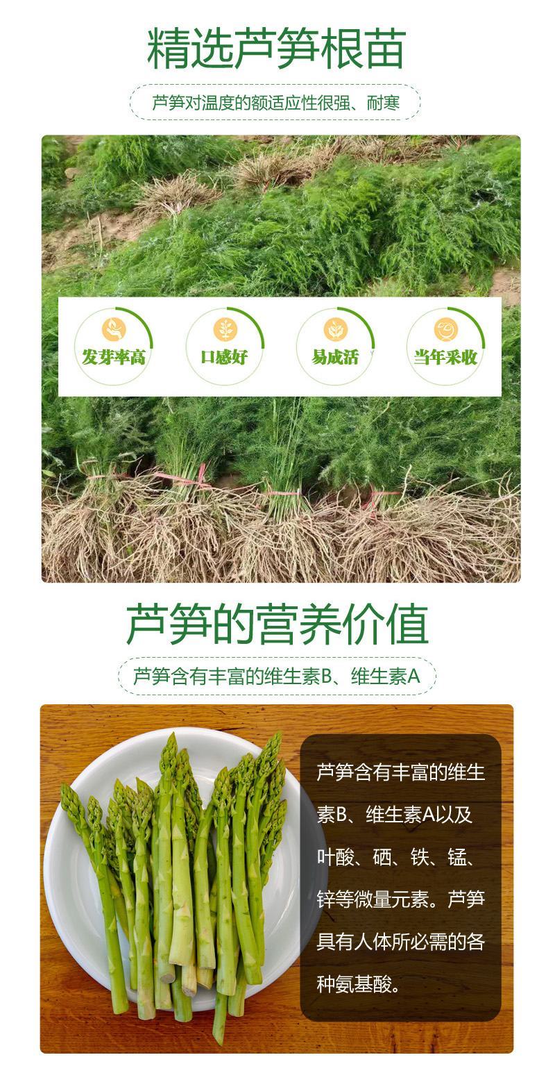 山东曹县芦笋苗根非转基因蔬菜营养高量大从优基地直发。