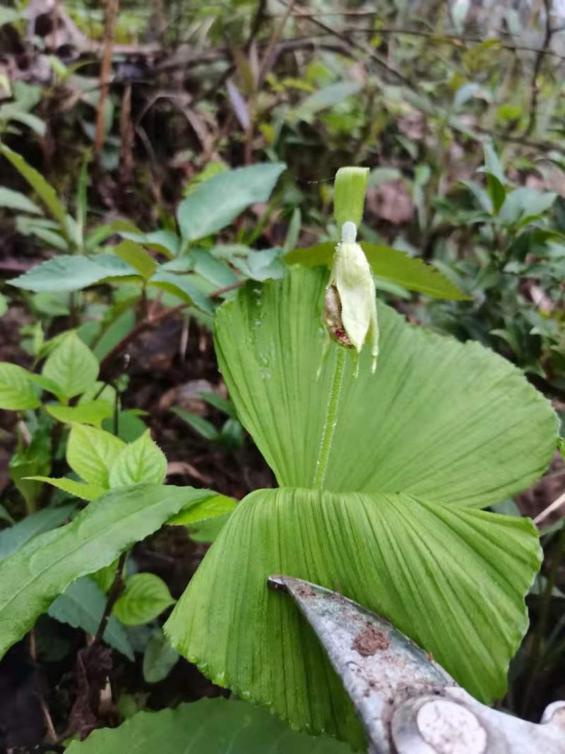 扇脉杓兰兰花扇子七药材阴阳扇扇盆景花卉苗