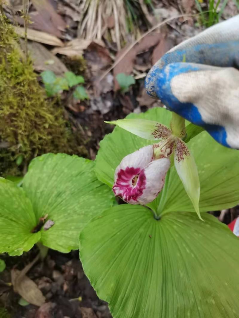 扇脉杓兰兰花扇子七药材阴阳扇扇盆景花卉苗