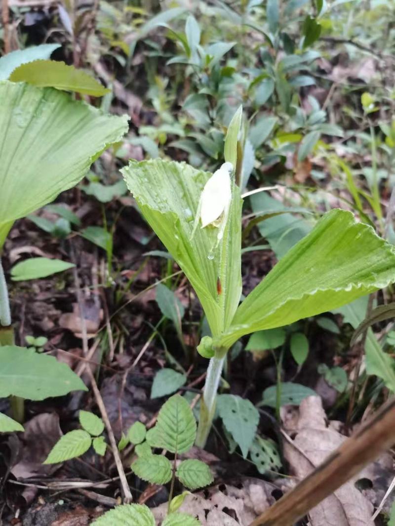 扇脉杓兰兰花扇子七药材阴阳扇扇盆景花卉苗