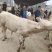 牛犊