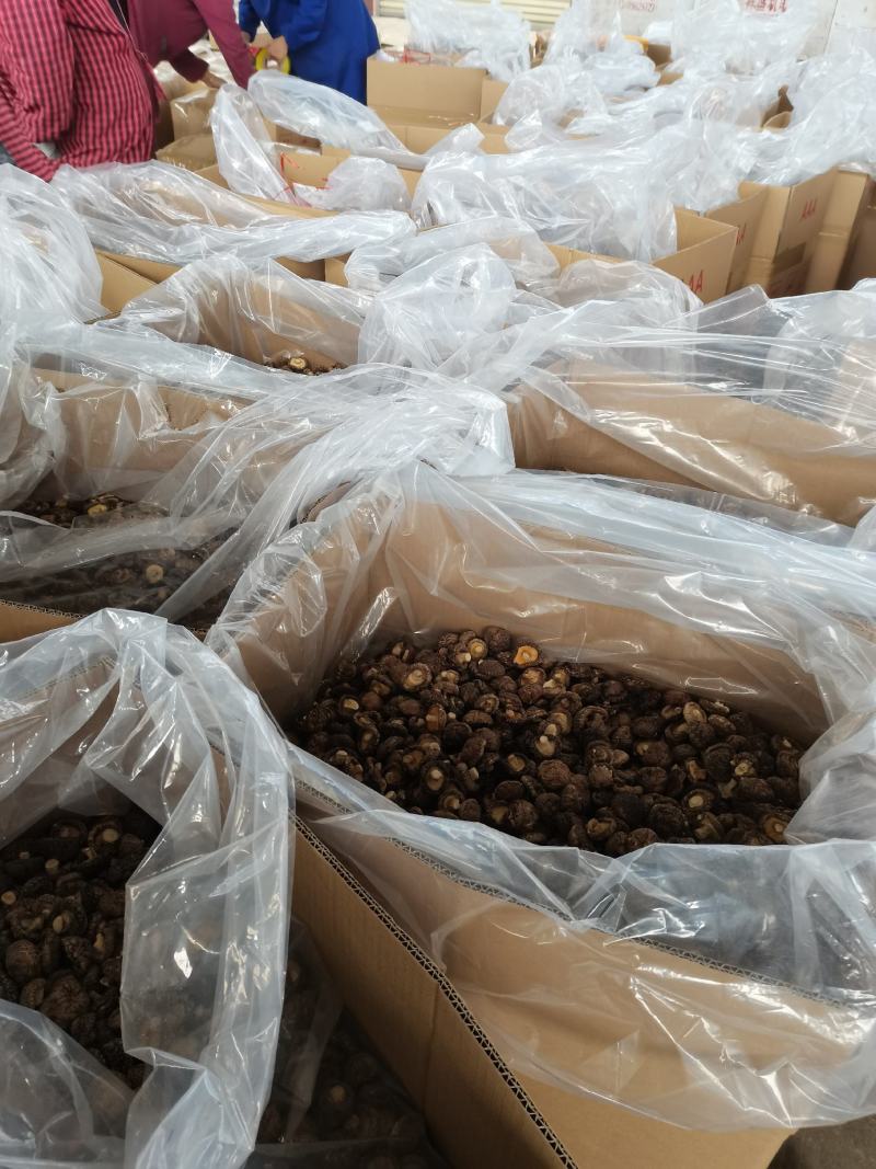 【小香菇】2—3公分金钱菇泌阳特产食用菌干香菇产地批发