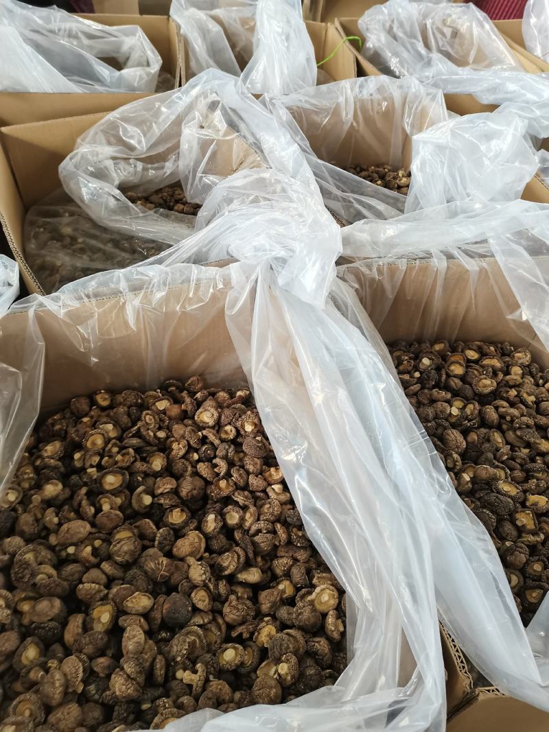 【小香菇】2—3公分金钱菇泌阳特产食用菌干香菇产地批发