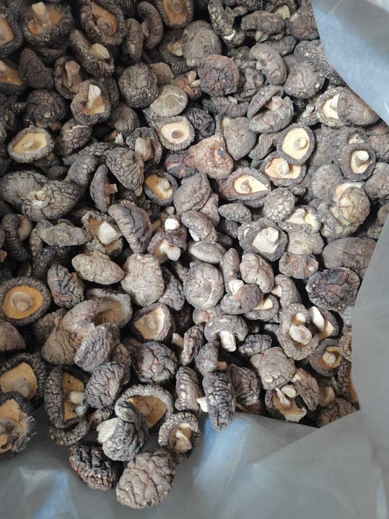 【小香菇】2—3公分金钱菇泌阳特产食用菌干香菇产地批发