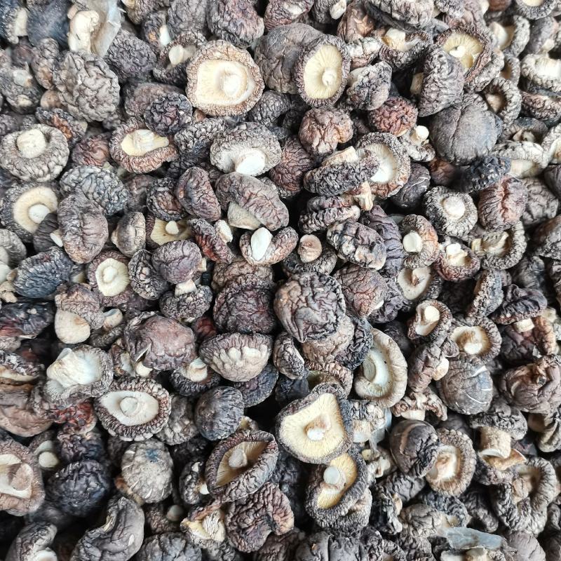 【小香菇】2—3公分金钱菇泌阳特产食用菌干香菇产地批发