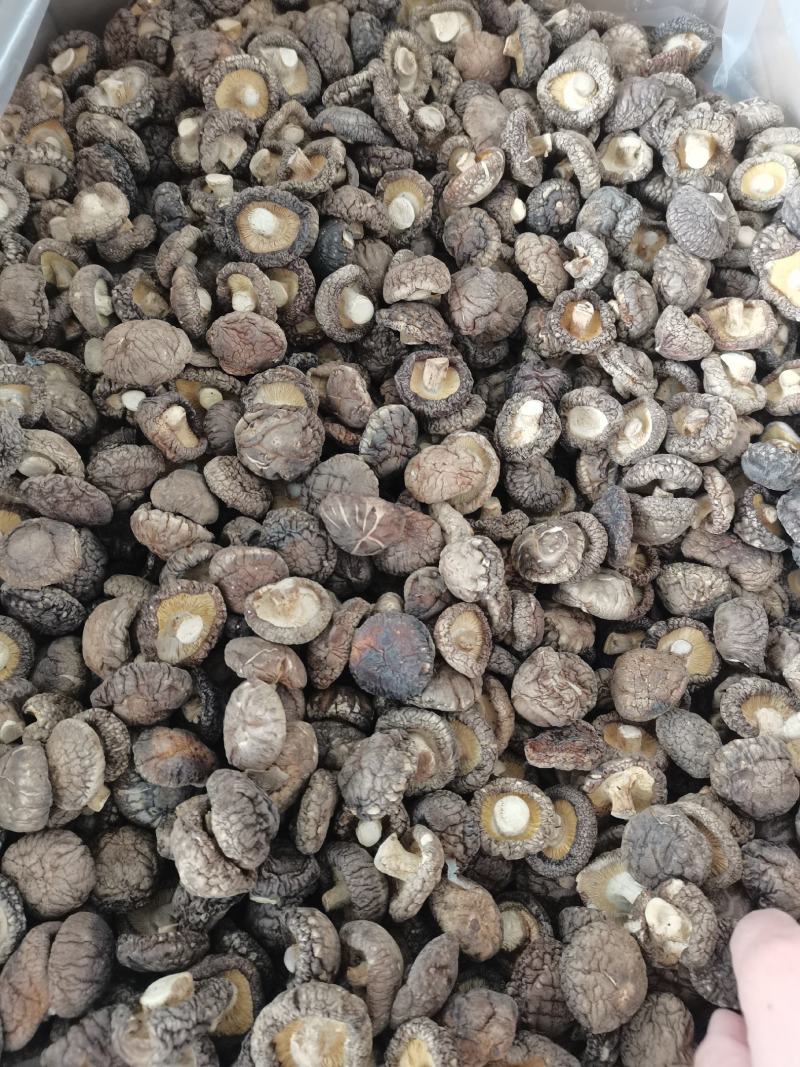 【小香菇】2—3公分金钱菇泌阳特产食用菌干香菇产地批发
