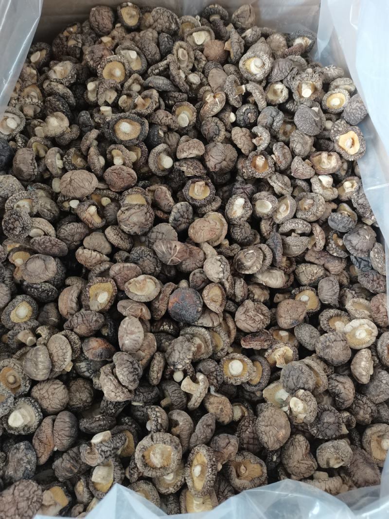 【小香菇】2—3公分金钱菇泌阳特产食用菌干香菇产地批发