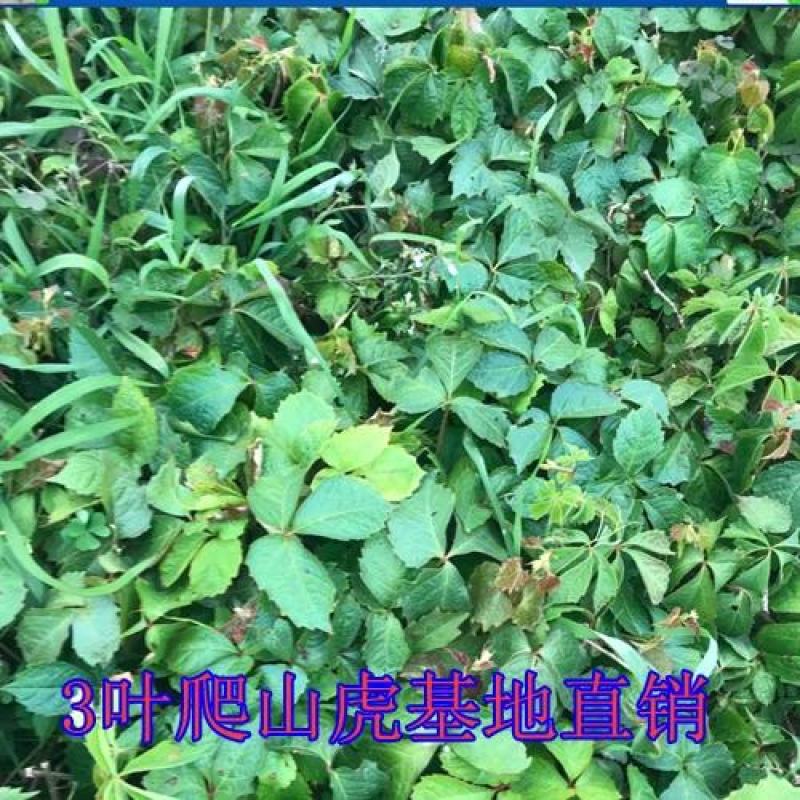 庭院攀援爬藤植物美国五叶地锦-三叶爬山虎大苗子-红叶爬墙