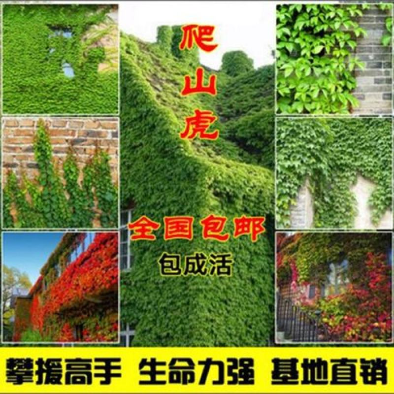 庭院攀援爬藤植物美国五叶地锦-三叶爬山虎大苗子-红叶爬墙