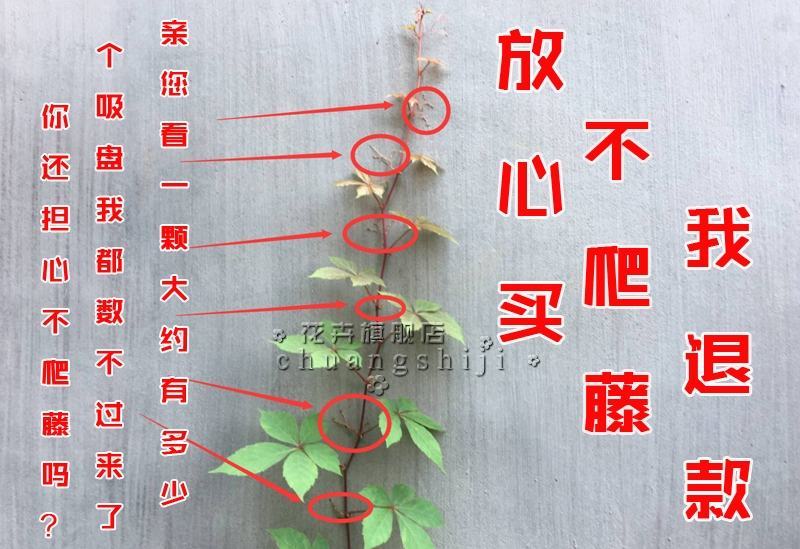庭院攀援爬藤植物美国五叶地锦-三叶爬山虎大苗子-红叶爬墙