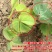 庭院攀援爬藤植物美国五叶地锦-三叶爬山虎大苗子-红叶爬墙