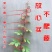 庭院攀援爬藤植物美国五叶地锦-三叶爬山虎大苗子-红叶爬墙