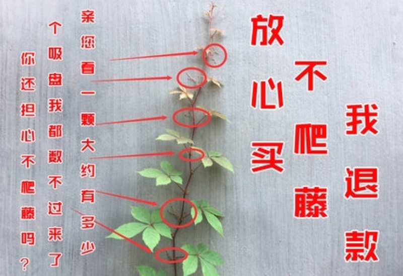 庭院攀援爬藤植物美国五叶地锦-三叶爬山虎大苗子-红叶爬墙