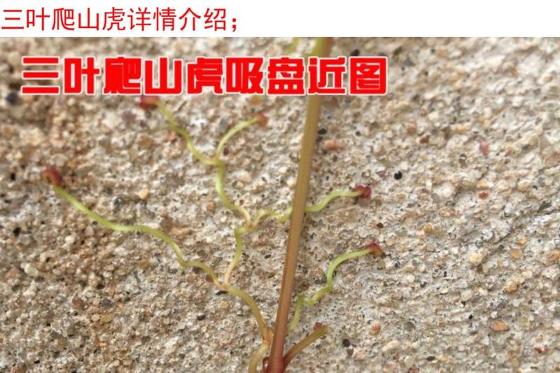 庭院攀援爬藤植物美国五叶地锦-三叶爬山虎大苗子-红叶爬墙
