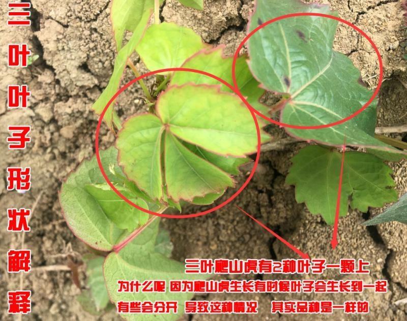 庭院攀援爬藤植物美国五叶地锦-三叶爬山虎大苗子-红叶爬墙