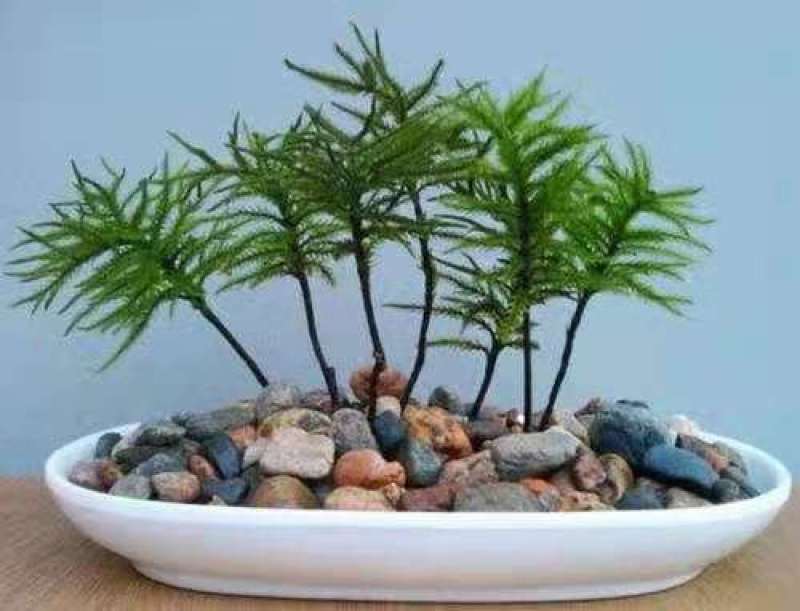 万年藓水草活体耐活耐低温苔藓鱼缸水族箱生态瓶雨淋缸造景水