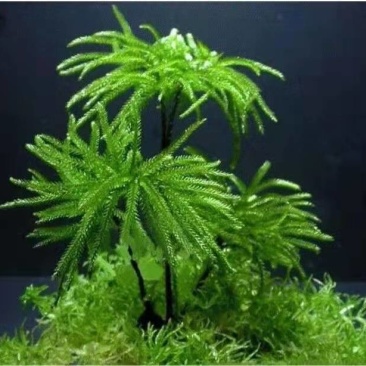 万年藓水草活体耐活耐低温苔藓鱼缸水族箱生态瓶雨淋缸造景水