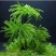 万年藓水草活体耐活耐低温苔藓鱼缸水族箱生态瓶雨淋缸造景水