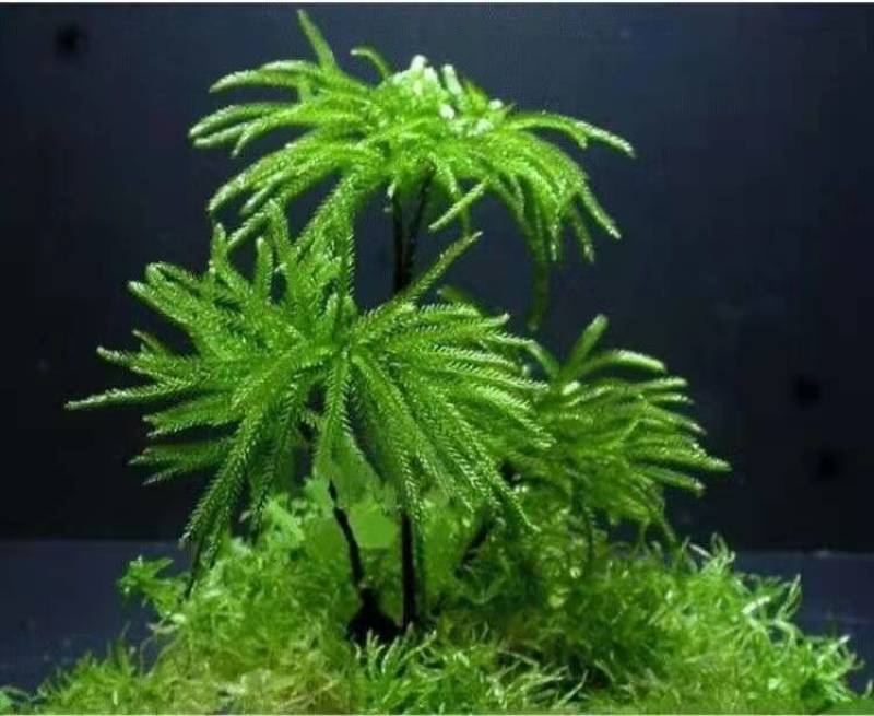 万年藓水草活体耐活耐低温苔藓鱼缸水族箱生态瓶雨淋缸造景水