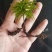万年藓水草活体耐活耐低温苔藓鱼缸水族箱生态瓶雨淋缸造景水