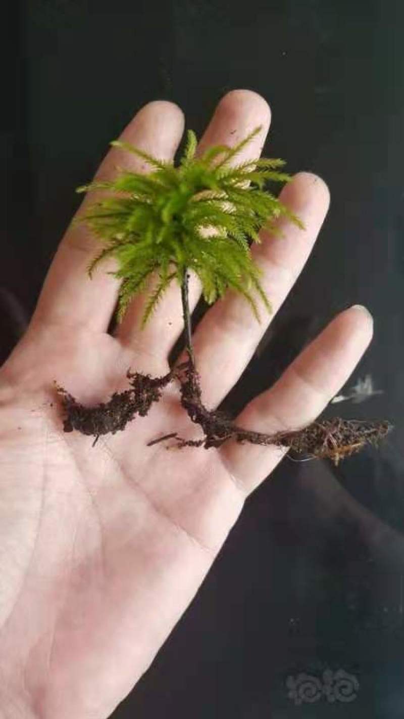 万年藓水草活体耐活耐低温苔藓鱼缸水族箱生态瓶雨淋缸造景水